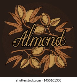 Almond. Vector graphic on background.