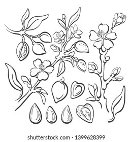 Almond. Vector graphic set on white background. Group of nut, bio food. Botany branch, fruit, leaves Organic milk, natural oil Art line hand drawn sketch, vintage illustration 
