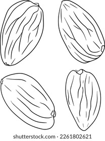 Almond. Vector hand drawn nuts. Coloring pages with different sort of nuns.