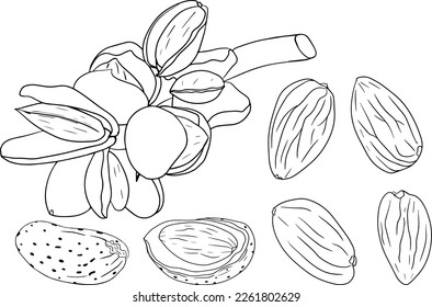 Almond. Vector hand drawn nuts. Coloring pages with different sort of nuns.