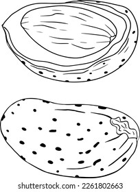 Almond. Nueces dibujadas a mano por vectores. Colorear páginas con diferentes clases de monjas.