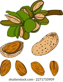 Almond. Nueces dibujadas a mano por vectores. Ilustración de color con diferentes tipos de monjas.