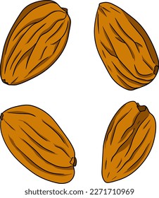 Almond. Nueces dibujadas a mano por vectores. Ilustración de color con diferentes tipos de monjas.