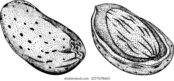 Almond. Vector hand drawn nuts. Engraving illustration with different sort of nuns.