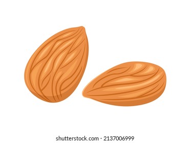 Almond vector icon. Flat illustration of nuts.
