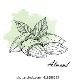 Almond - Vector Illustration.