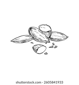 Almond vector illustration hand drawn with ink. Whole and cut nuts grains isolated on white background composition. Template for label design