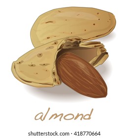 Almond vector illustration isolated on white background