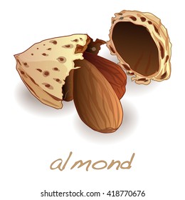 Almond vector illustration isolated on white background