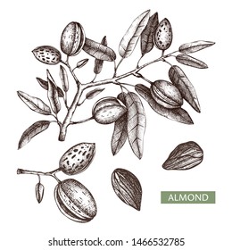 Almond Vector Illustrations. Hand Drawn Food Drawing. Nut Trees Sketches Collection. Organic Vegetarian Product. Perfect For Recipe, Menu, Label, Packaging, Vintage Set With Nuts, Leaves, Branches.