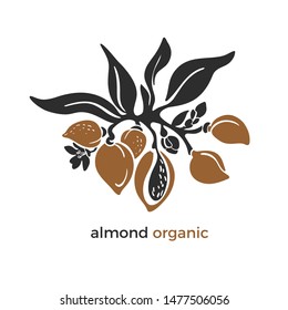 Almond. Vector nature branch. Tropical symbol, farm plantation. Art shape, bio design. Natural nut, aroma oil, organic milk. Farm harvest. Vintage isolate on white background
