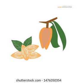 almond vector on white background.vector illustration.