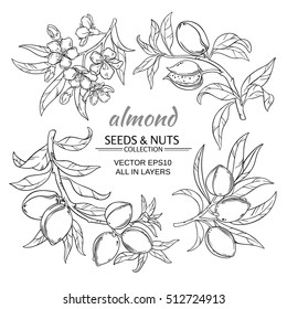 Almond Vector Set