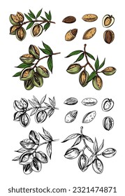 Almond vector sketch set, hand drawn illustration, nut, black outline transparent background