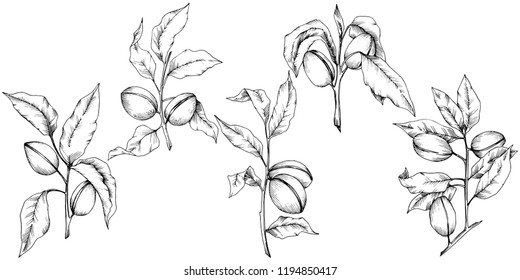 Almond in a vector style isolated. solated illustration element.Full name of the plant: almond. Vector flower for background, texture, wrapper pattern, frame or border.