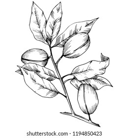 Almond in a vector style isolated. solated illustration element.Full name of the plant: almond. Vector flower for background, texture, wrapper pattern, frame or border.