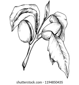 Almond in a vector style isolated. solated illustration element.Full name of the plant: almond. Vector flower for background, texture, wrapper pattern, frame or border.