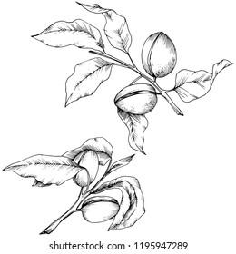 Almendra aislada en un estilo vectorial. elemento de ilustración aislado.Nombre completo de la planta: almendra. Flor vectorial para fondo, textura, patrón envolvente, marco o borde.