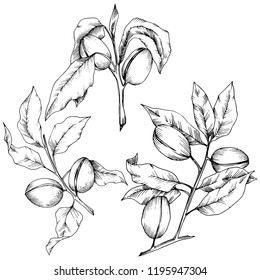 Almond in a vector style isolated. solated illustration element.Full name of the plant: almond. Vector flower for background, texture, wrapper pattern, frame or border.