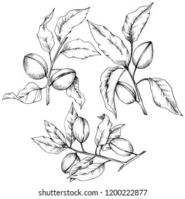 Almendra aislada en un estilo vectorial. elemento de ilustración aislado.Nombre completo de la planta: almendra. Flor vectorial para fondo, textura, patrón envolvente, marco o borde.
