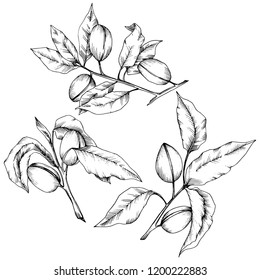 Almendra aislada en un estilo vectorial. elemento de ilustración aislado.Nombre completo de la planta: almendra. Flor vectorial para fondo, textura, patrón envolvente, marco o borde.