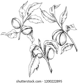 Almendra aislada en un estilo vectorial. elemento de ilustración aislado.Nombre completo de la planta: almendra. Flor vectorial para fondo, textura, patrón envolvente, marco o borde.
