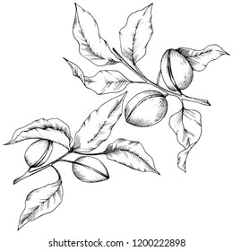 Almond in a vector style isolated. solated illustration element.Full name of the plant: almond. Vector flower for background, texture, wrapper pattern, frame or border.