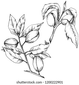 Mandeln im Vektorstil einzeln. Solated Illustration element.Vollständiger Name der Pflanze: Mandelbaum. Vektorblume für Hintergrund, Textur, Wrapper-Muster, Rahmen oder Rahmen.
