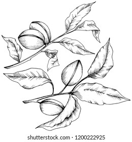 Almendra aislada en un estilo vectorial. elemento de ilustración aislado.Nombre completo de la planta: almendra. Flor vectorial para fondo, textura, patrón envolvente, marco o borde.