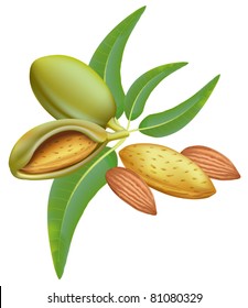 Almonds. Branch with leaves and fruits. Vector illustration.