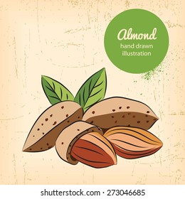 almonds illustration on background. Vector