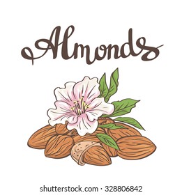 Almonds with kernels, leaves and flower. Vector illustration.