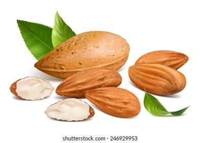 Almonds With Kernels And Leaves. Vector Illustration.