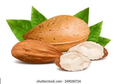 Almonds With Kernels And Leaves. Vector Illustration.