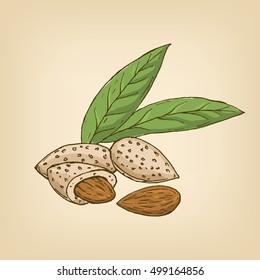 Almonds with kernels and leaves. Vector illustration. Hand drawn illustration.