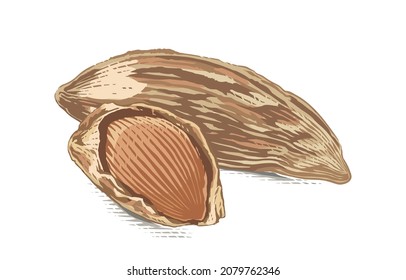 estilo de ilustración de acuarela del dibujo de la mano de almendra