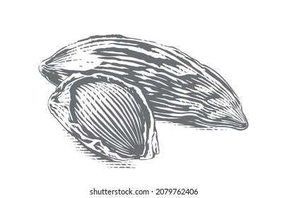 almonds nut Hand drawing sketch engraving illustration style