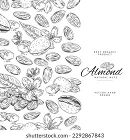 Almonds nuts banner or food sticker design, hand drawn vector illustration isolated on white background. Almond banner or card for recipe book or food pack design.