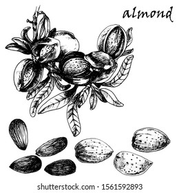 almonds nuts set hand drawing vector illustration isolated on white background
