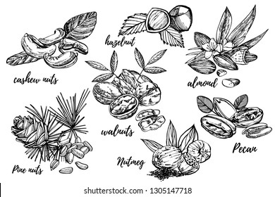 Almendras, nueces, nueces de cajú, avellanas, piñones, nueces y nuez moscada ilustraciones de boceto. Vector Ilustraciones dibujadas a mano aisladas sobre fondo blanco.