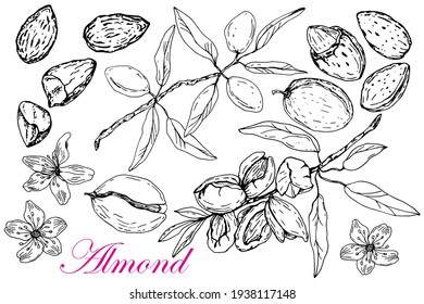 Almonds Set. Branch. Flowers, Nuts,kernels. Stock Black White Illustration. Vector.Sketch. Hand Drawing.Isolated On White Background. For Packaging Design Of Almonds Products, Banners,labels  