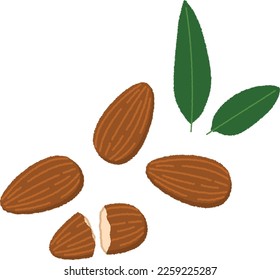 Almonds are a “treasure trove of nutrition” and are said to have high nutritional value among nuts and are good for beauty and health.