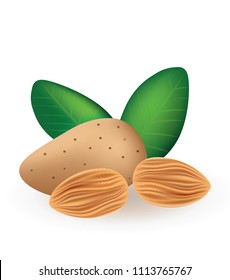 Almonds, vector illustration