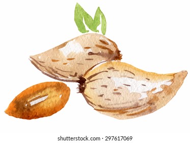 almonds in watercolor