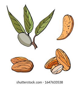 Almonds whole, green, half, in shell. Vector cartoon illustration. white background, isolation. Stock illustration.