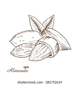 Almond Sketch PNG Transparent Images Free Download  Vector Files  Pngtree