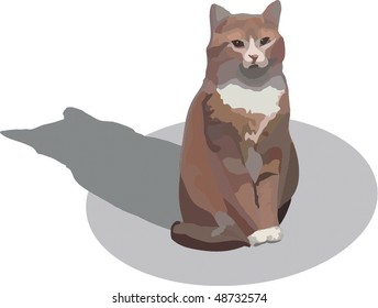 almost red cat