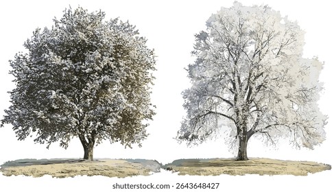 Alnus cremastogyne, Ulmus davidiana, Cedrus deodara isolated winter street trees set, sunny daylight tree cutout, urban nature, sustainable landscaping, vector illustration.