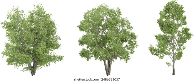 Alnus sibirica Trees collection with realistic style