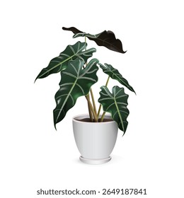 Alocasia amazonica (AlocasiaPolly). Tropical exotic plant in a ceramic flower pot isolated on a white background close-up. Vector realistic image for room design project, plant shop advertising banner